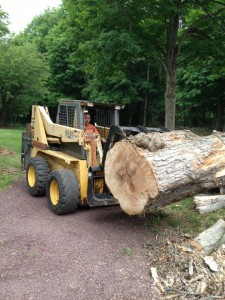 cmj tree service tree stump removal
