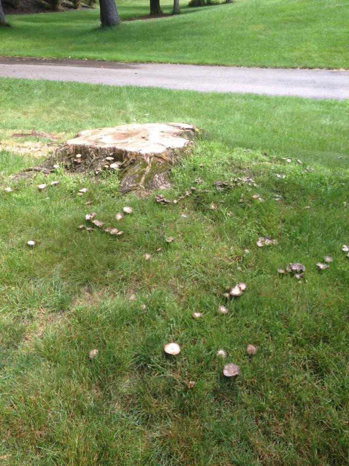 tree stump removal poughkeepsie